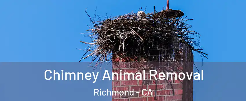 Chimney Animal Removal Richmond - CA
